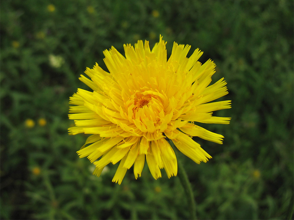Image of Trommsdorffia maculata specimen.