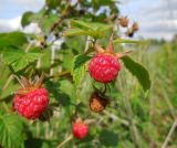 Rubus idaeus. Верхушка плодоносящего растения. Московская обл., г. Электрогорск, заброшенные садовые участки на западном берегу Стахановского озера. 22.06.2014.