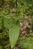 Rumex conglomeratus