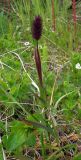 Phleum alpinum
