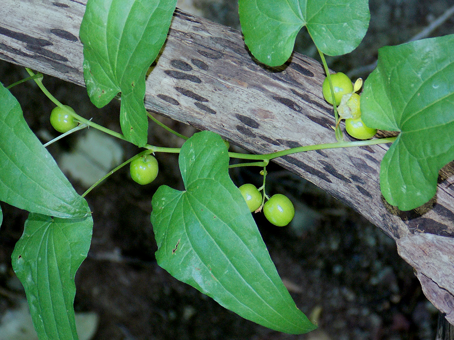 Image of Tamus communis specimen.