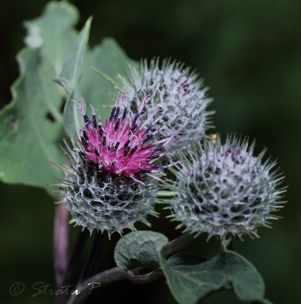 Изображение особи Arctium tomentosum.