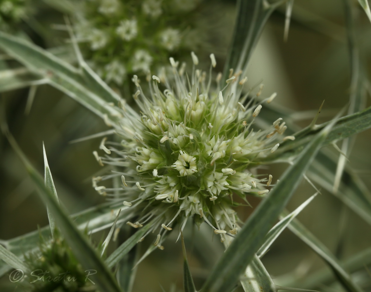 Изображение особи Eryngium campestre.