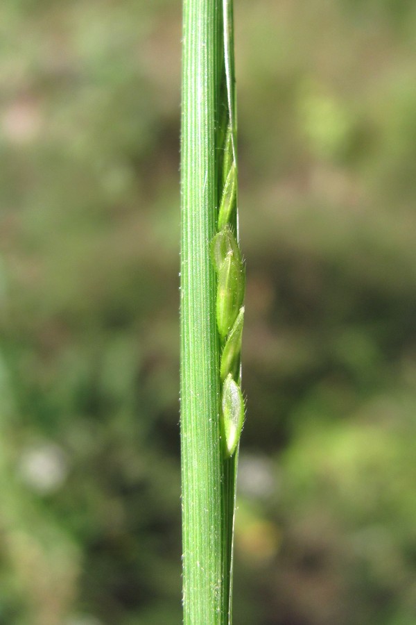 Image of Leersia oryzoides specimen.