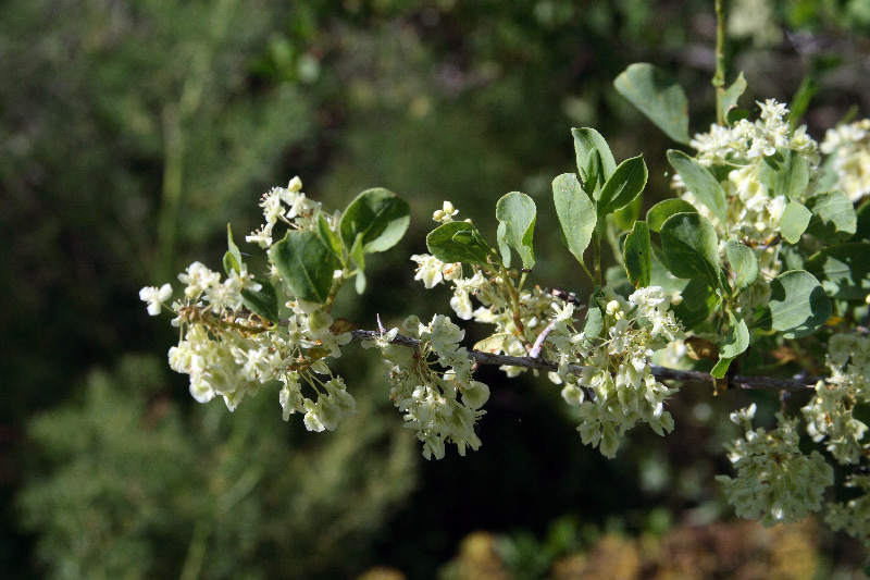 Изображение особи Atraphaxis pyrifolia.