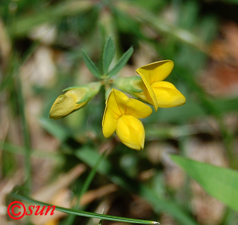 Image of Lotus corniculatus specimen.