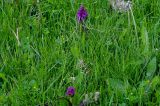 Dactylorhiza umbrosa