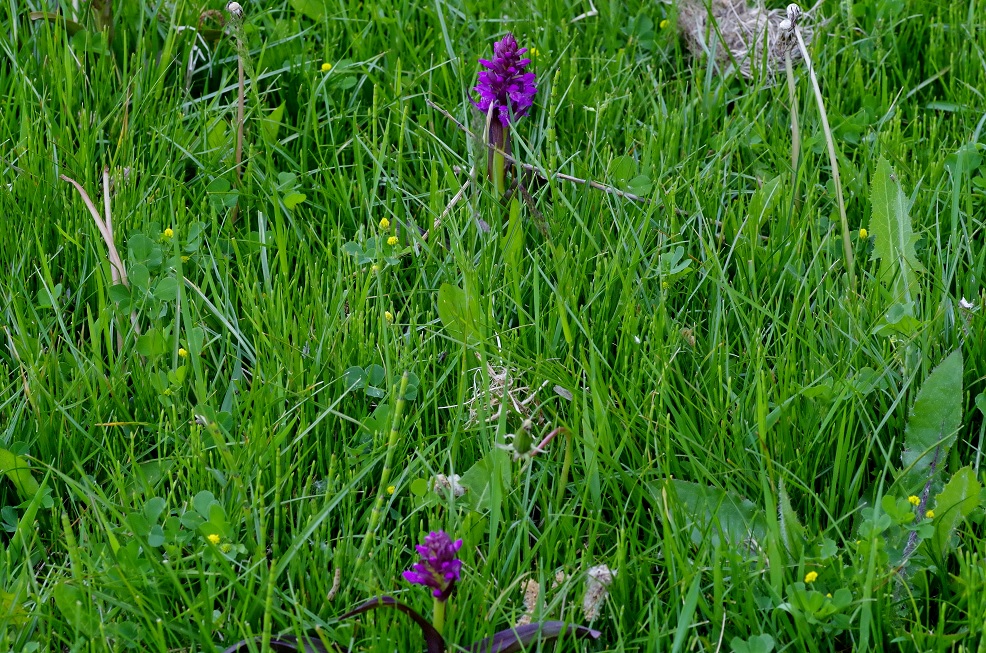 Image of Dactylorhiza umbrosa specimen.