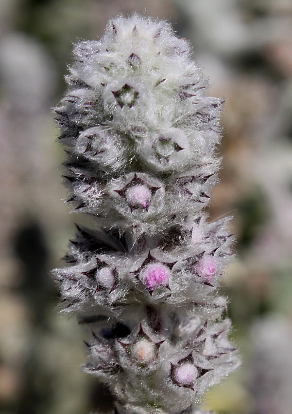 Image of Stachys byzantina specimen.