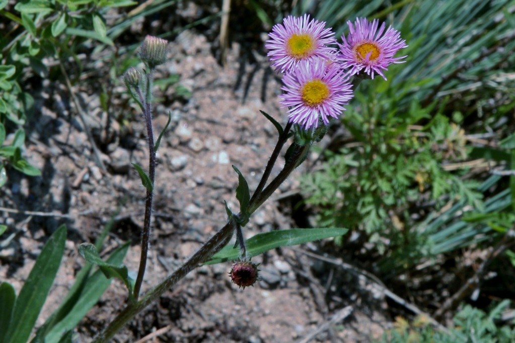 Изображение особи род Erigeron.