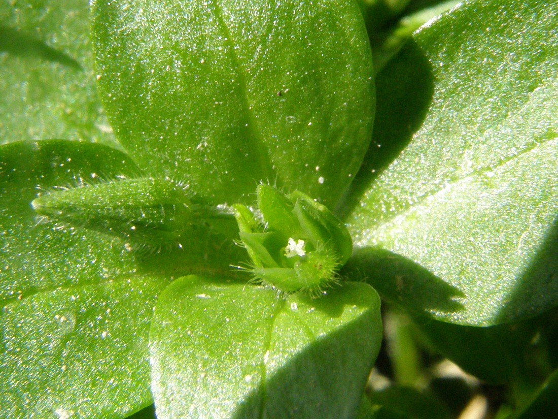 Изображение особи Stellaria pallida.