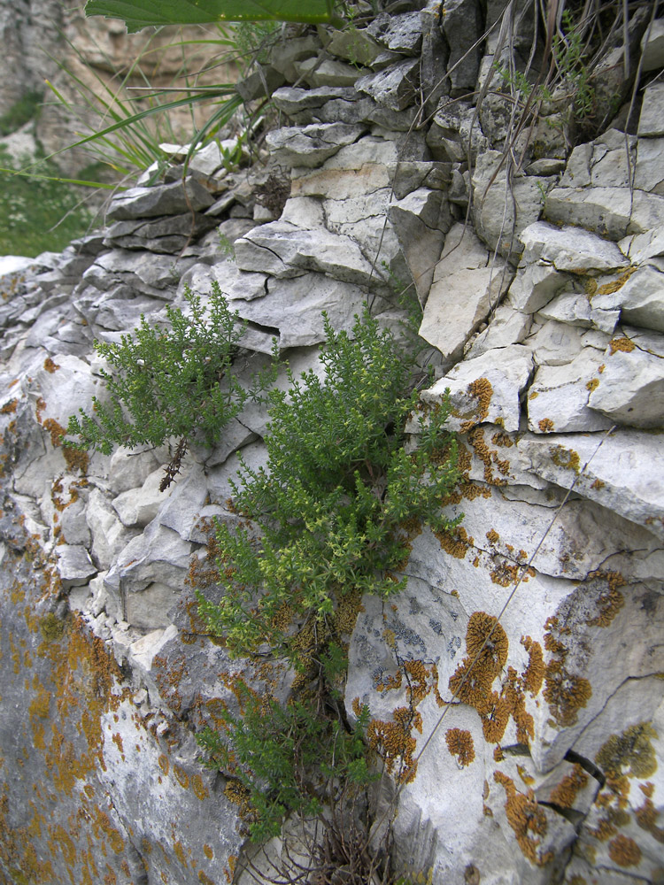 Изображение особи Galium brachyphyllum.