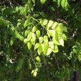 Koelreuteria paniculata. Ветвь с незрелыми плодами. Крым, п-ов Тарханкут, пгт Черноморское. 19.07.2009.