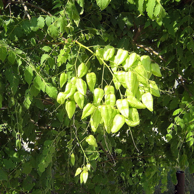 Image of Koelreuteria paniculata specimen.