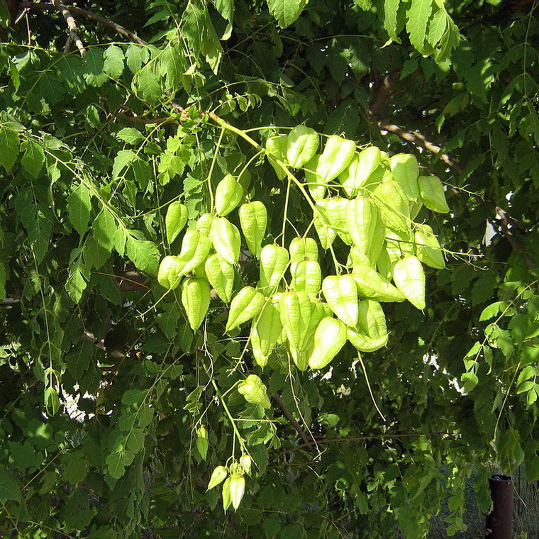 Изображение особи Koelreuteria paniculata.