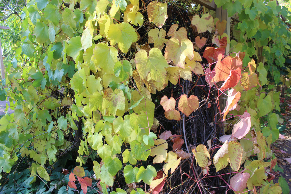 Image of genus Vitis specimen.