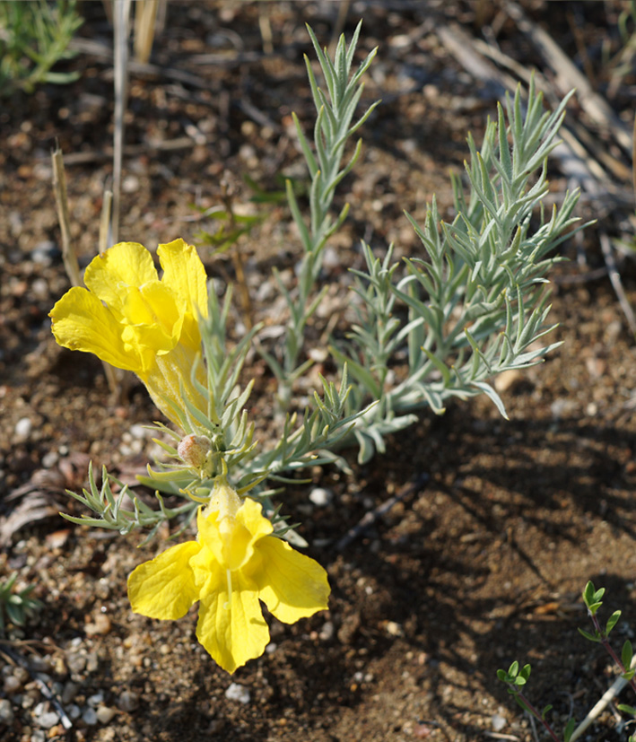 Image of Cymbaria daurica specimen.