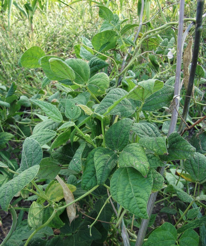 Image of Phaseolus vulgaris specimen.