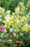 Rhinanthus serotinus