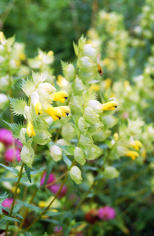 Изображение особи Rhinanthus serotinus.