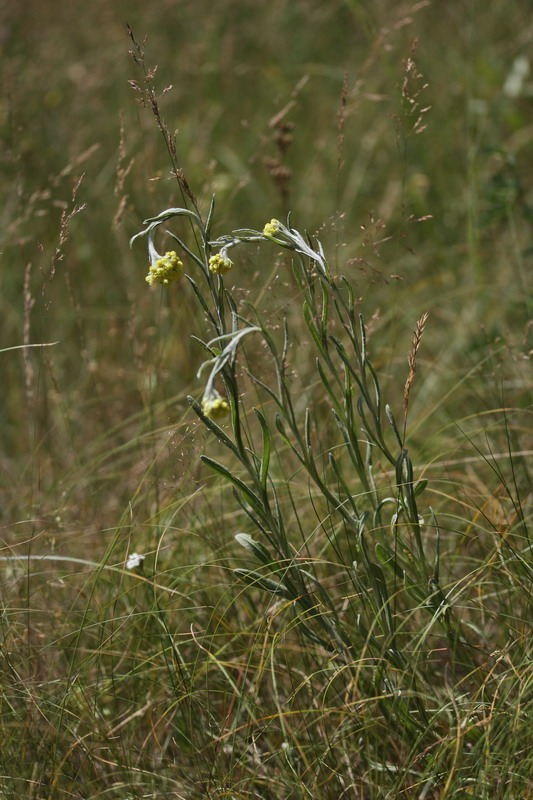 Image of Helichrysum arenarium specimen.