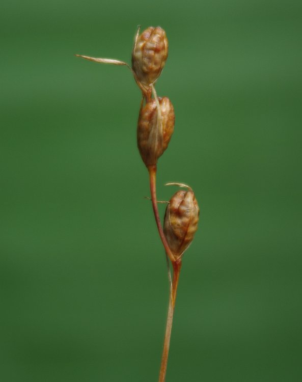 Изображение особи Gladiolus kotschyanus.