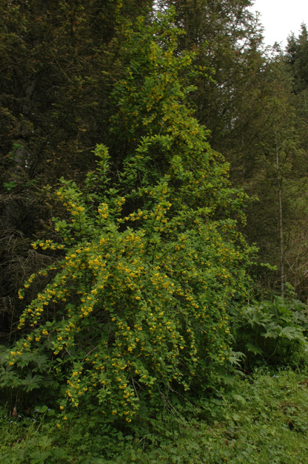 Изображение особи Berberis sphaerocarpa.