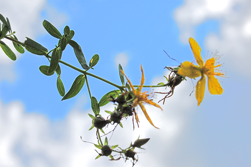 Image of Hypericum perforatum specimen.