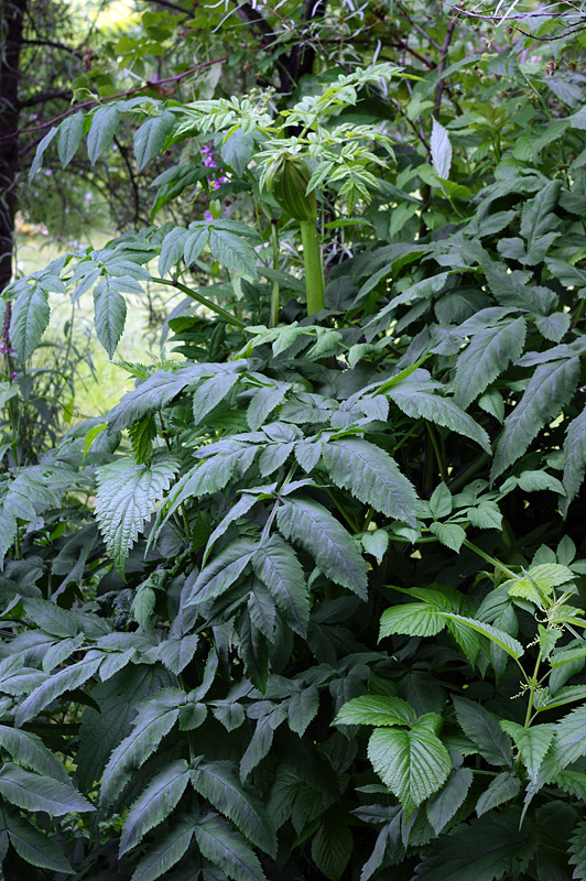 Изображение особи Angelica sylvestris.