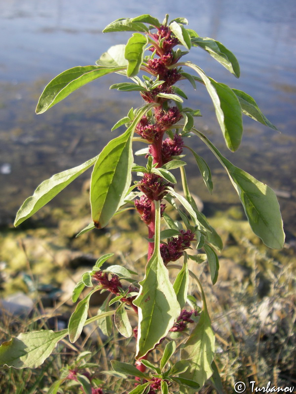 Изображение особи Amaranthus sylvestris.