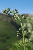 Scrophularia heucheriiflora