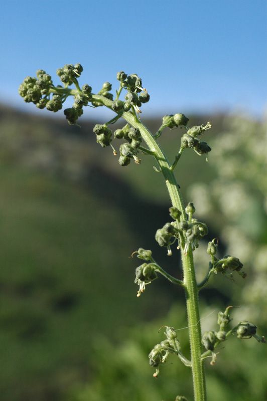 Изображение особи Scrophularia heucheriiflora.