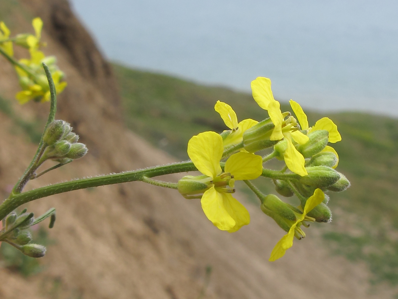 Image of Sisymbrium orientale specimen.