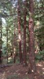 Sequoia sempervirens