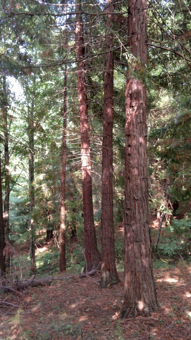 Image of Sequoia sempervirens specimen.