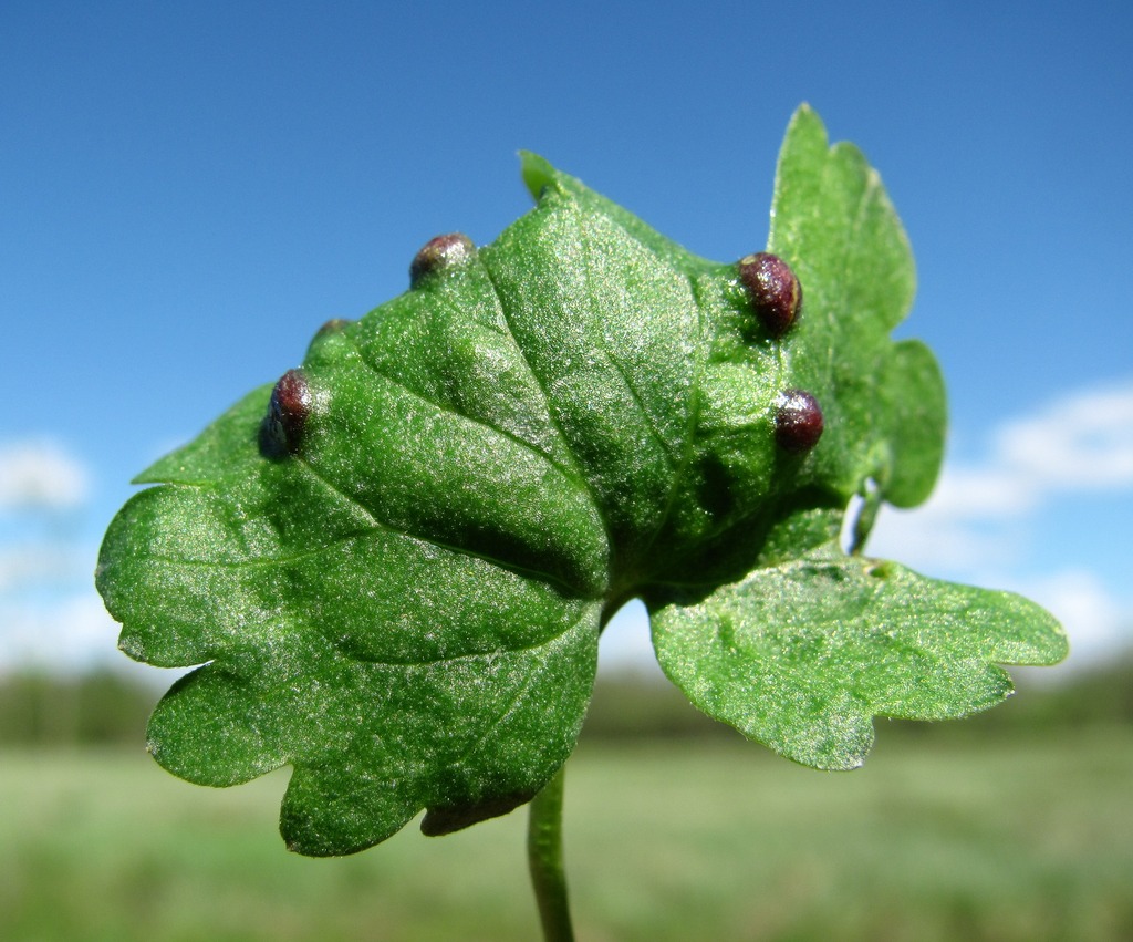 Image of Ranunculus monophyllus specimen.