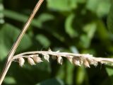 Echinochloa crus-galli