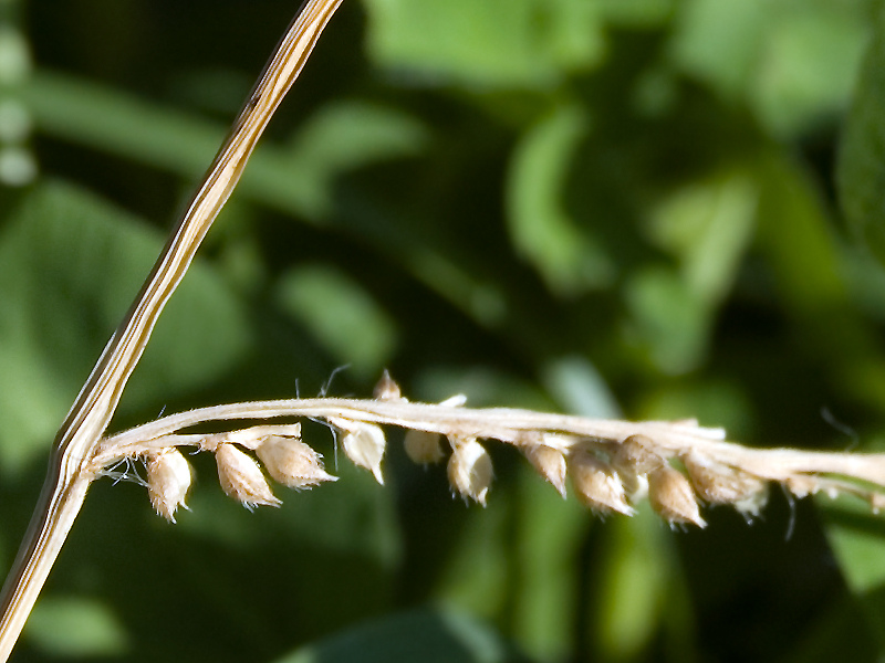Изображение особи Echinochloa crus-galli.