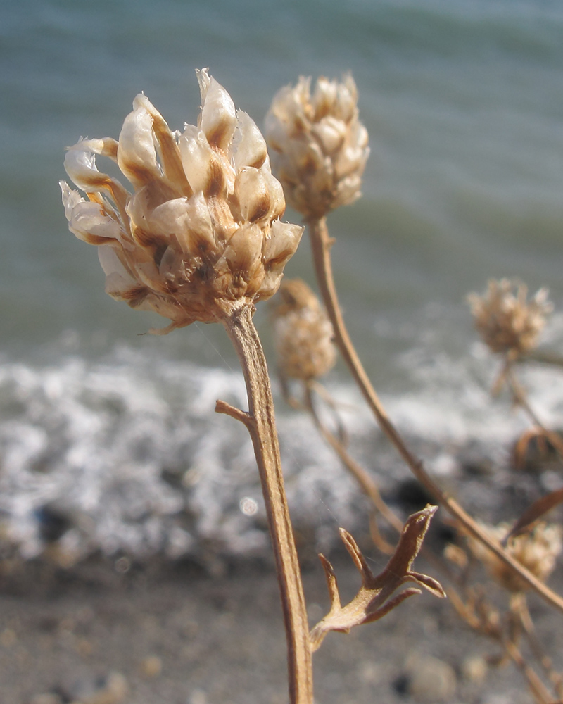 Изображение особи Centaurea novorossica.