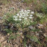 Schrenkia involucrata. Цветущее растение на открытом щебнистом склоне. Казахстан, Южно-Казахстанская обл., Сырдарья-Туркестанский государственный региональный природный парк, Боралдайский филиал. 02.05.2015.