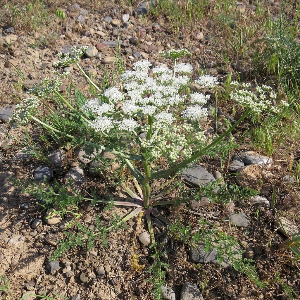 Image of Schrenkia involucrata specimen.