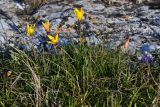 Tulipa scythica