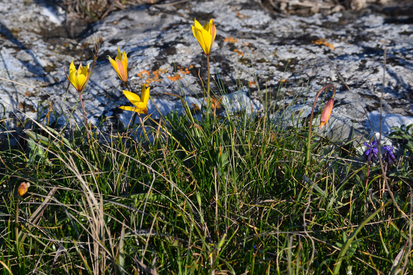 Image of Tulipa scythica specimen.