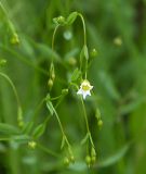 Linum catharticum