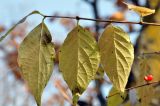 Lonicera maackii. Увядающие листья (нижняя сторона). Приморский край, Уссурийский гор. округ, окр. с. Монакино, берег ручья. 16.10.2015.