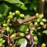 Sambucus williamsii