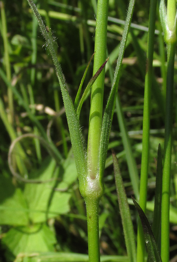 Image of Dianthus armeria specimen.