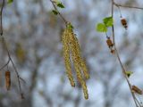 Изображение особи. Автор - Людмила Паламарчук