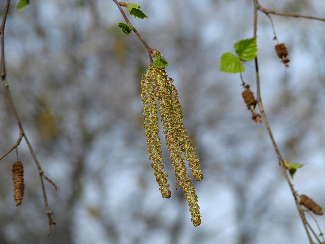 Изображение особи Betula pendula.