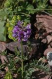 Oxytropis lapponica